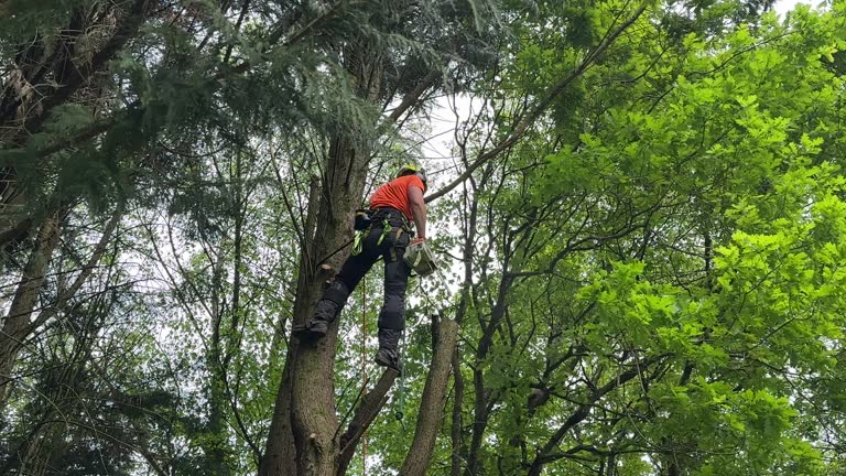 Reliable Montgomery Village, MD Tree Removal Solutions