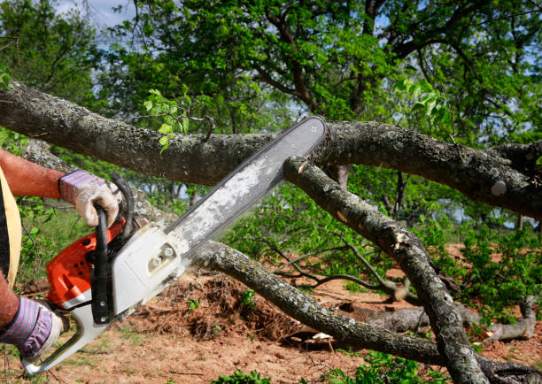 Best Root Management and Removal  in Montgomery Village, MD
